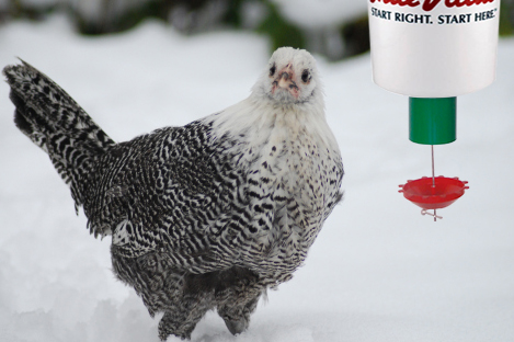 Campine Chicken Using Automatic Chicken Feeder